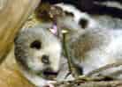 動物図鑑・ウスイロホソオクモネズミ 3